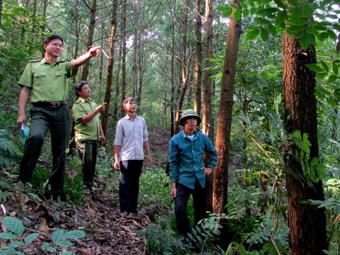 Trồng rừng gỗ lớn bền vững từ tầm nhìn và chính sách
