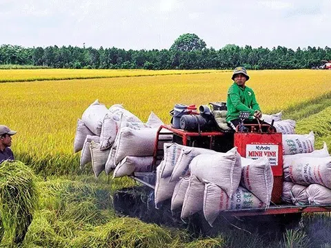 Giá lúa gạo giảm mạnh thương lái bỏ cọc, nông dân chấp nhận bán giá thấp