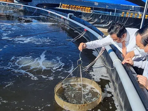 Ngành tôm và nỗ lực chuyển mình sản xuất xanh, giảm phát thải