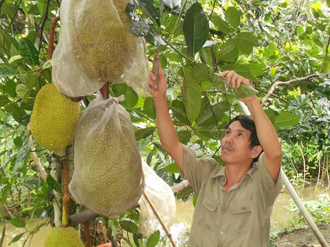 Giữa hạn mặn, nhà vườn trồng mít Tiền Giang vẫn bỏ túi 300 triệu đồng/ha