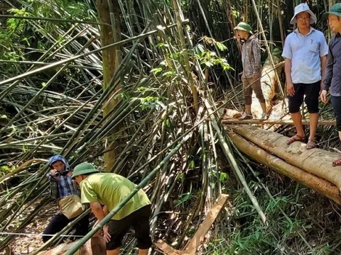 Thanh Hóa: Hỗ trợ hơn 1.266 tấn gạo cho công tác bảo vệ và phát triển rừng