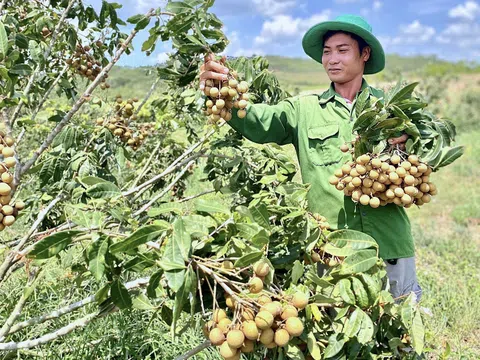 Thương hiệu nông sản Việt Nam đảm bảo tính đồng bộ, chuyên nghiệp, dài hạn và bền vững