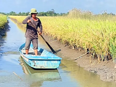 Tài chính xanh mở ra lộ trình bền vững để thực hiện các giải pháp nông nghiệp thuận thiên tại ĐBSCL