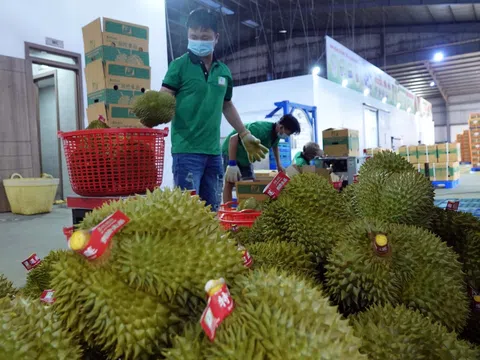 Lần đầu tiên rau quả vượt kim ngạch tỷ USD trong quý I, kỷ lục mới từ làn sóng xuất khẩu