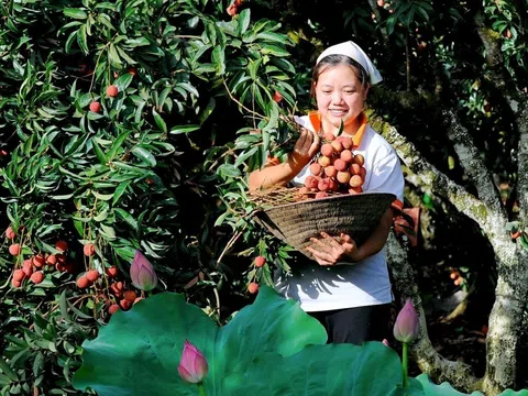 Hải Dương tổ chức các sự kiện nhằm đẩy mạnh xúc tiến xuất khẩu vải thiều