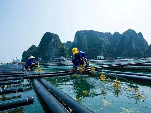 Quảng Ninh phát triển bền vững nuôi biển đa giá trị, lấy doanh nghiệp là nòng cốt