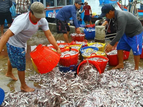 Trúng đậm luồng cá cơm, ngư dân Quảng Bình thu nhập trăm triệu sau một đêm đánh bắt