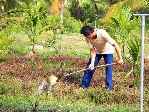 Trên 1.000ha lúa thiếu nước vì hạn mặn, Sóc Trăng khẩn trương ứng cứu