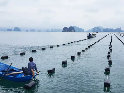 Quảng Ninh phát triển ngành thủy sản bền vững gắn với bảo vệ môi trường biển