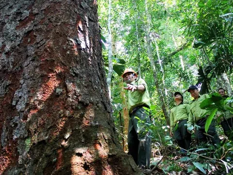 Hoàn thiện thị trường tín chỉ carbon khai thác nguồn thu hàng nghìn tỷ đồng từ rừng