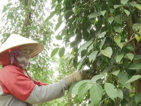 Giá hồ tiêu tăng cao kỷ lục vì sao nông dân vẫn chưa vơi 'nỗi sầu'