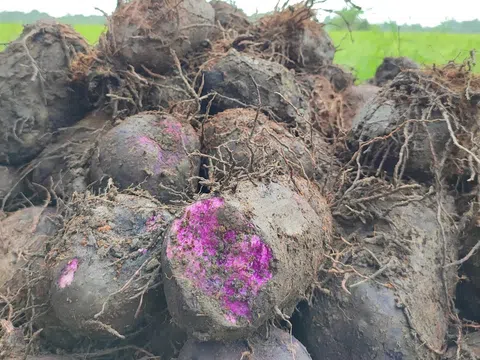 Trúng vụ khoai mỡ, nhưng vì sao nông dân lại ngán ngẩm?