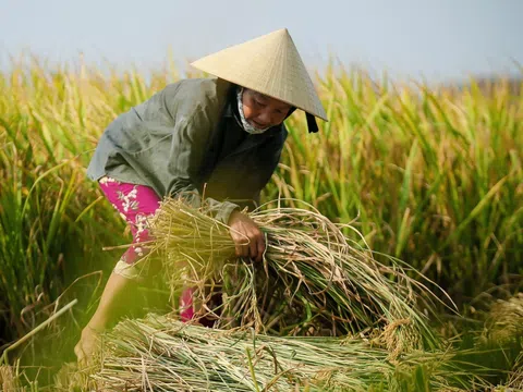 Đào tạo 1 triệu nông dân về quy trình canh tác lúa giảm phát thải gắn với tăng trưởng xanh