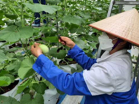 Khởi động dự án 'Sử dụng phân bón đúng' Hoa Kỳ cam kết đồng hành hỗ trợ nông dân Việt Nam