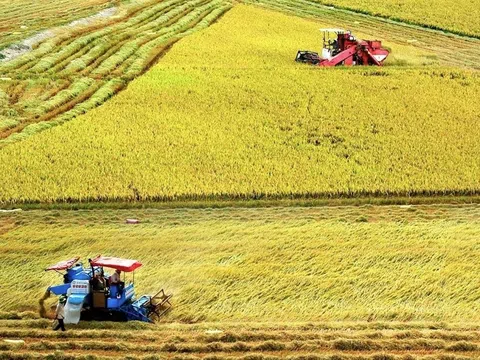 Đòn bẩy hợp tác tạo nguồn lực triển khai đề án 1 triệu ha lúa chất lượng cao, giảm phát thải