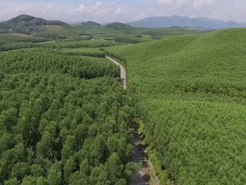 Chứng chỉ rừng FSC giúp bảo vệ môi trường và nâng cao chất lượng lâm sản