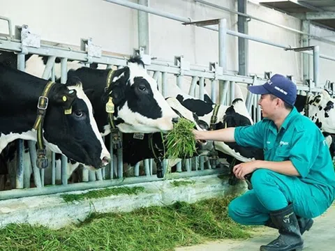 Kiểm kê khí nhà kính doanh nghiệp chăn nuôi gặp khó vì chi phí cao, quy định chưa chi tiết