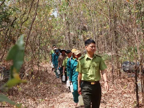 Căng mình giữ màu xanh trên rừng trong những ngày nắng đổ lửa ở Ninh Thuận