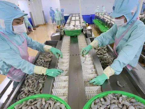 Đề nghị bãi bỏ hạn ngạch đối với tôm Việt Nam nhập khẩu vào Hàn Quốc để tăng sức cạnh tranh