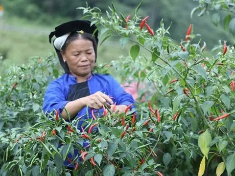 Trồng ớt sạch đăng ký mã số vùng trồng ‘rộng cửa’ xuất khẩu hàng nghìn tấn sang Trung Quốc