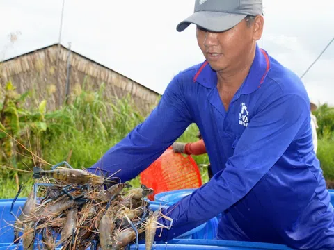 Giải pháp thuận thiên giúp nông dân ĐBSCL ứng phó cao điểm hạn mặn