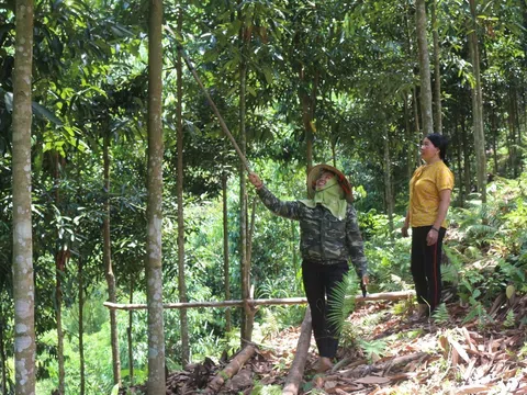 Bắc Kạn thu hút đầu tư vào nông lâm nghiệp theo hướng công nghệ cao và bảo vệ môi trường