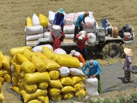 Thị trường xuất khẩu gạo dự báo nhiều biến động khi nguồn cung giảm