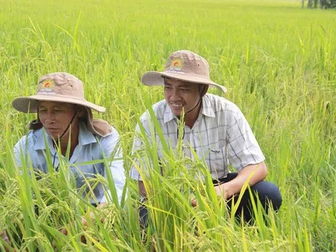 Làm rõ lợi ích khi nông dân áp dụng quy trình canh tác lúa chất lượng cao, phát thải thấp