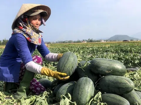 Trung Quốc đưa ra chính sách kiểm soát mới đối với dưa hấu xuất khẩu từ Việt Nam