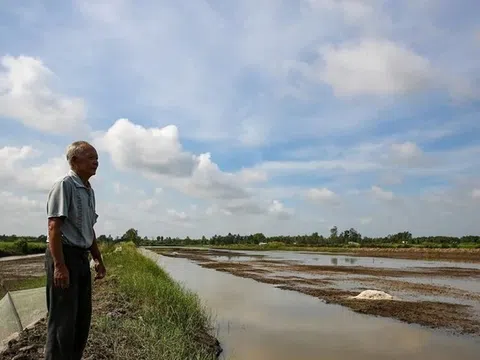 Đã qua cao điểm khô hạn, vựa lúa lớn nhất Việt Nam vẫn chờ con nước để chấm dứt xâm nhập mặn