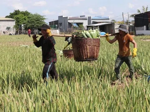 Loại cây 'vua giải nhiệt' đem lại thu nhập khủng nơi 'chảo lửa' Ninh Thuận