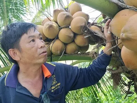 Giữa cao điểm khô hạn, giá dừa xiêm cao ngất, Tiền Giang nâng chất trái dừa xuất khẩu