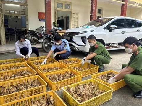 Triệt để ngăn chặn buôn lậu gia súc, gia cầm để bảo vệ nông dân và doanh nghiệp