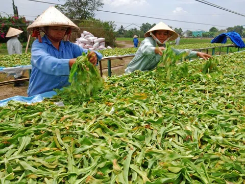 Thủ tướng chỉ đạo tháo gỡ khó khăn trong xuất khẩu dược liệu