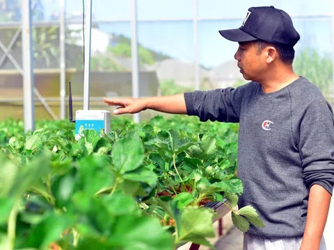 Tiên phong phát triển nông nghiệp công nghệ cao, Lâm Đồng kỳ vọng xuất khẩu nông sản trên 600 triệu USD