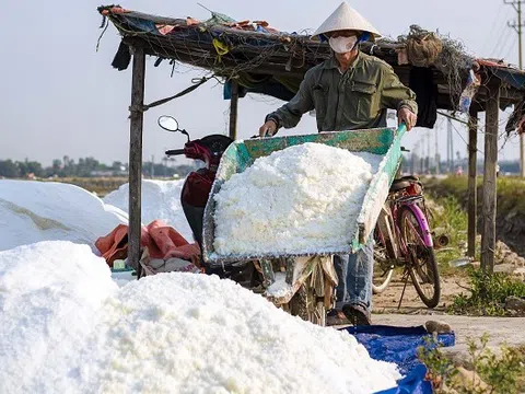 Nắng to muối được mùa kết tinh trắng đẹp nhưng diêm dân vẫn chồng chất khó khăn