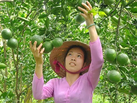 Hơn 20.440ha cây ăn quả của tỉnh Tiền Giang được cấp mã số vùng trồng, tạo đột phá xuất khẩu