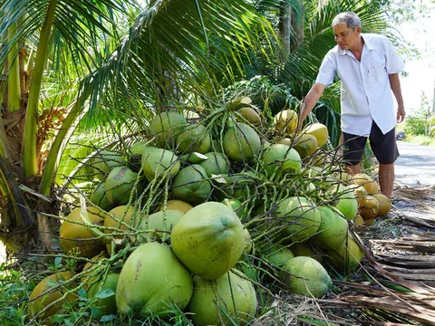 Giá tăng vọt mùa nắng nóng, thủ phủ dừa Bến Tre đẩy mạnh canh tác hữu cơ đón sóng xuất khẩu