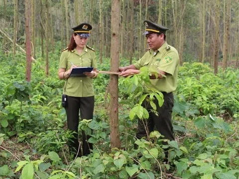 Bắc Giang phấn đấu 100% gỗ và sản phẩm gỗ có nguồn gốc hợp pháp