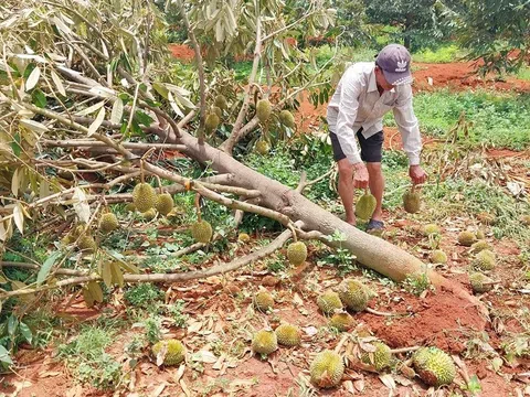 Nỗi lòng người trồng 'cây tiền tỷ', vì sao cứ mưa là sầu riêng rụng trái?