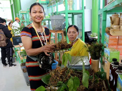 Chờ đón Lễ hội sâm, hương liệu, dược liệu quốc tế lần đầu tổ chức tại Việt Nam