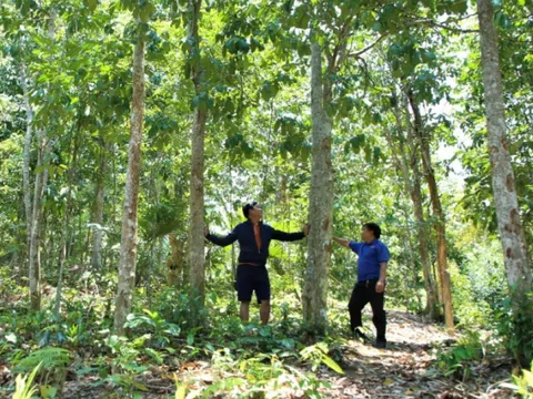 Phát triển bền vững các giá trị của hệ sinh thái rừng đảm bảo lợi ích người trồng rừng và doanh nghiệp