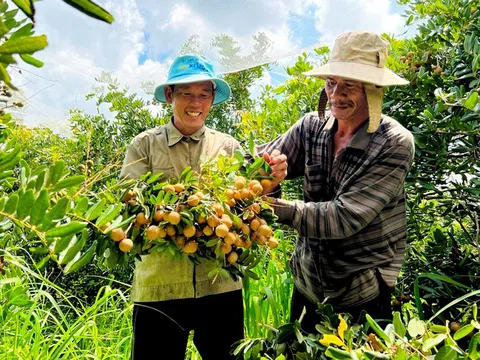 Bí quyết giúp nông dân trồng nhãn ở Bà Rịa - Vũng Tàu nhân đôi thu nhập