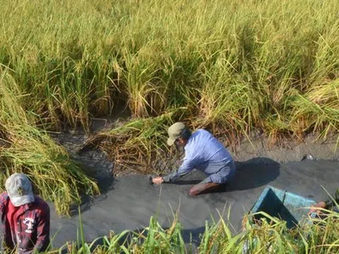 Nông nghiệp thích nghi với biến đổi khí hậu từ giải pháp tôm xen lúa