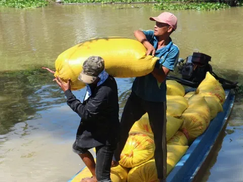 Nhìn nhận vai trò của thương lái trong liên kết chuỗi giá trị lúa gạo ĐBSCL