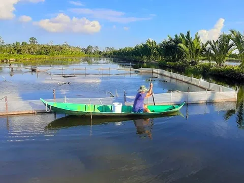 Cà Mau đầu tư 20.000 tỷ đồng phát triển ngành tôm trở thành trung tâm lớn nhất của vùng và cả nước