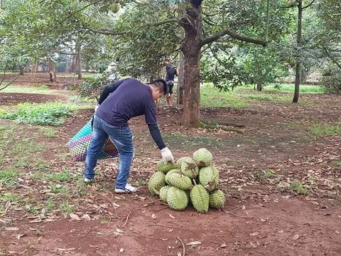 'Thủ phủ' trái cây Đồng Nai thu hoạch rộ sầu riêng, nhà vườn phấn chấn vì được giá