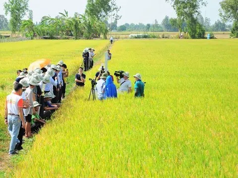 Trồng lúa chất lượng cao, giảm phát thải đem lại giá trị kép cho hạt gạo Việt