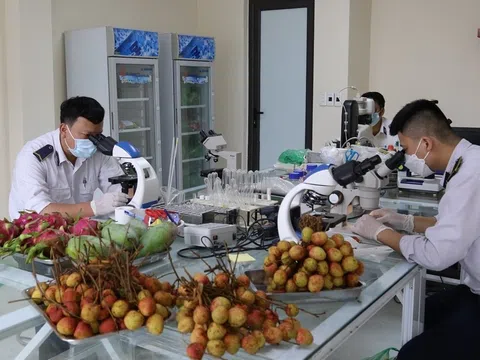 Trong 5 tháng có gần 1,2 triệu tấn hoa quả tươi xuất khẩu qua cửa khẩu ở Lạng Sơn