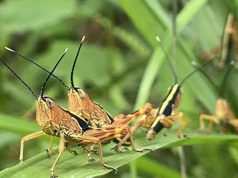 Nguy cơ châu chấu tre phát sinh, lây lan gây hại diện rộng cuối vụ Xuân và vụ Mùa ở Lạng Sơn